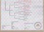 Fergies Pedigree